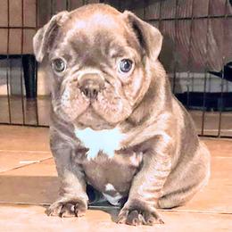 French Bulldog Puppies from French Bulldog