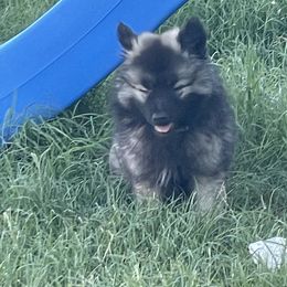 Keeshond Puppies from Kozy Keeshonden
