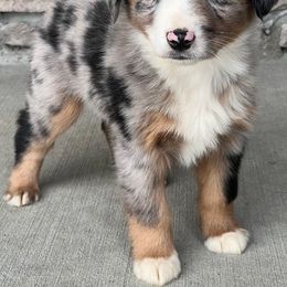 Miniature Australian Shepherd Puppies from Copper Creek Aussies
