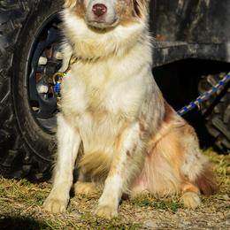 Copper - Australian Shepherd