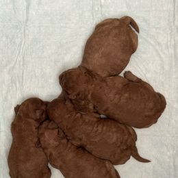 Girl 2 - Red  female Goldendoodle puppy in Davie, Florida from Daviegoldendoodles