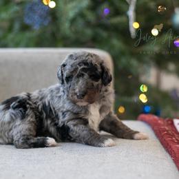Eowyn - Kid Friendly - Blue merle female Bernedoodle puppy in Eureka, Illinois from Joley Aire Family Dogs