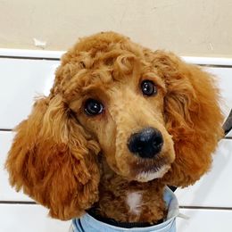 Goldendoodles from Maggie Doodles