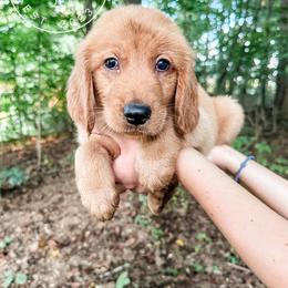 Smoky - orange - Dark golden male Golden Retriever puppy in Greeneville, Tennessee from Cultivate Farm