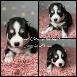 Charlie Brown - Black and white male Pomsky puppy in Rossville, Georgia from Scenic City Pomskies