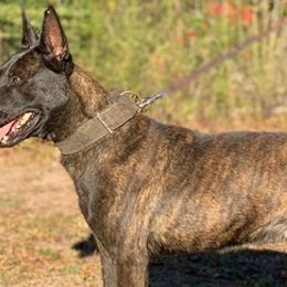 Dutch Shepherds from Dutch Land K9s