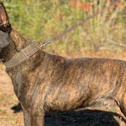 Dutch Shepherds from Dutch Land K9s