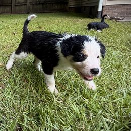 GENEVIEVE - Tri-color female Border Collie puppy in New Bern, North Carolina from New Bern Border Collies