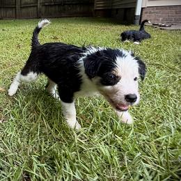 GENEVIEVE - Tri-color female Border Collie puppy in New Bern, North Carolina from New Bern Border Collies