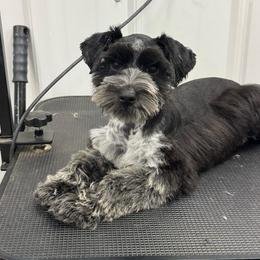 Ella - Miniature Schnauzer