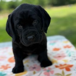 Pink collar - Black female Labrador Retriever puppy in Ledyard, Connecticut from Outback Stables