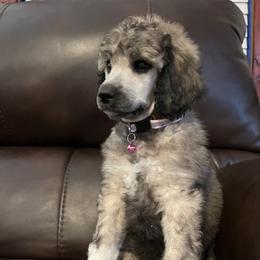 Poodle Puppies from Schrute Farms Standard Poodles