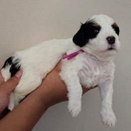 Skittles - Black and white female Bernedoodle puppy in Decatur, Georgia from So Adoodable