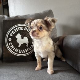Autumn - Merle female Chihuahua puppy in Dayton, Ohio from Petite Pups