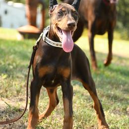 Scarlet - Red and rust female Doberman Pinscher puppy in Overton, Texas from Obsidian Kennel