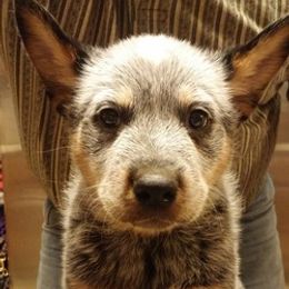Australian Cattle Dogs from G'day Mates Cattle Dogs
