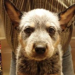 Australian Cattle Dogs from G'day Mates Cattle Dogs