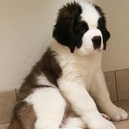 Saint Bernard Puppies from Sierra Nevada Saints