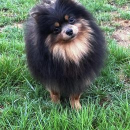 Pomeranian Puppies from Highlander Pomeranians