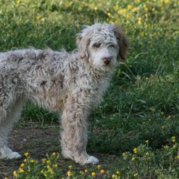Axel - Red merle Aussiedoodle puppy in Four Oaks, North Carolina from RoseWest Farms