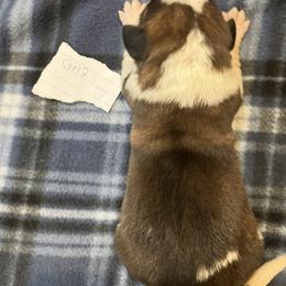Girl 2 - Red and white female Saint Bernard puppy in New Sharon, Maine from KP Saint Bernards