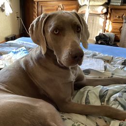Falk - Weimaraner