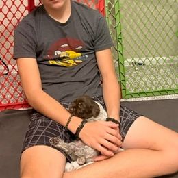 Wirehaired Pointing Griffon Puppies from Sagebrush Pointing Griffons