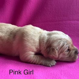 Girl 3 - Golden Golden Retriever puppy in Sarasota, Florida from Chevaline Goldens