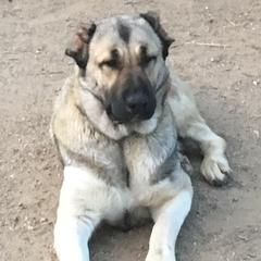 Armenian Gampr and Boxer Puppies from Moonlite Boxers