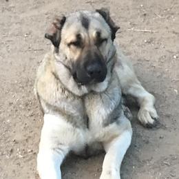Armenian Gampr and Boxer Puppies from Moonlite Boxers