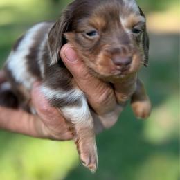 Boy 3 - Dapple male Dachshund puppy in Choccolocco, Alabama from Ace’s Doxies