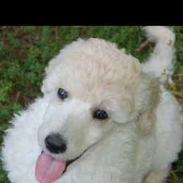 Poodle Puppies from Parkview Poodles