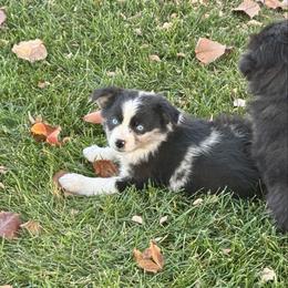 Johnny Walker - Blue merle male Miniature Australian Shepherd puppy in California from Eagle River Aussies