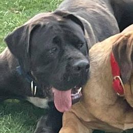 Boerboels from River Region Boerboels