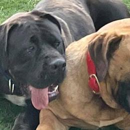 Boerboels from River Region Boerboels