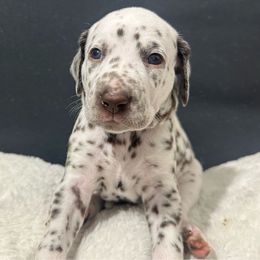 Boy blue - Dalmatian puppy from dreamz_dalmatianz101