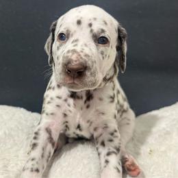 Boy blue - Dalmatian puppy from dreamz_dalmatianz101