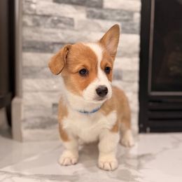 Gelato - Ready Now - Fully Health Tested Parents - Red female Pembroke Welsh Corgi puppy in Los Angeles, California from Limitless Huskies