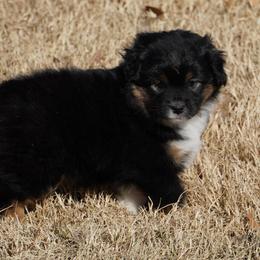 Black Tri Most Copper - Black tri female Miniature Australian Shepherd puppy in Lawton, Oklahoma from Lindsey’s Aussies