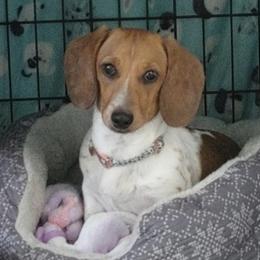 Dachshunds from Rita Shepherd-Fear