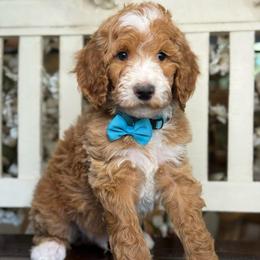 Yarrow- Blue collar male - Red  male Goldendoodle puppy in Yuciapa, California from AlltheDoodlez_