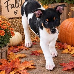 Pilot - White black and tan male Rat Terrier puppy in Checotah, Oklahoma from AdamsAcres Rat Terriers