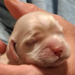Sage - Buff male Cocker Spaniel puppy in Crossville, Tennessee from Timber Sunrise Cockers