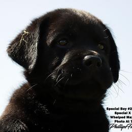 Special Boy 2-Blue Collar - Black male Labrador Retriever puppy in Point, Texas from Lakylu Kennels