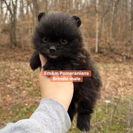 Brindle - Black and brindle male Pomeranian puppy in Kentucky from Em&M Pomeranians