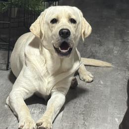 Riggs - Yellow male Labrador Retriever puppy in Big River, California from Cozy Acres Farm Labradors