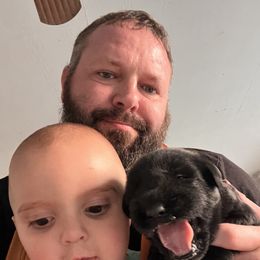 Giant Schnauzer Puppies from Toledo Bend Giants Vom Zitronen