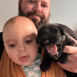 Giant Schnauzer Puppies from Toledo Bend Giants Vom Zitronen