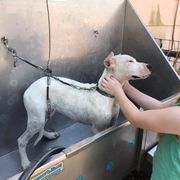 Dogo Argentino and Pembroke Welsh Corgi Puppies from Storm Dogos & Country Corgis
