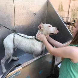 Dogo Argentino and Pembroke Welsh Corgi Puppies from Storm Dogos & Country Corgis